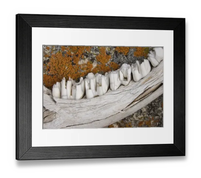 Framed Print : USA, Montana, Pine Butte Guest Ranch. Close-up of weathered jaw bone of deer and lichen on rock Framed Print : USA, Montana, Pine Butte Guest Ranch. Close-up of weathered jaw bone of deer and lichen on rock