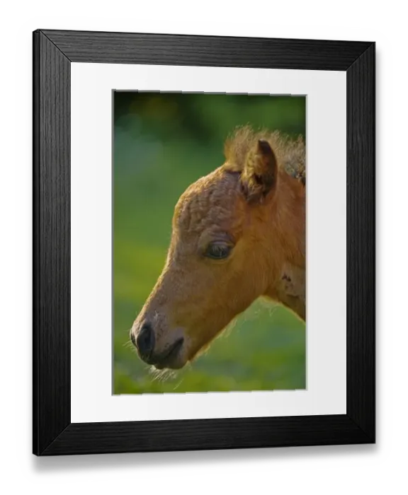 Framed Print : USA, Maine, Bath. Close-up portrait of a miniature horse at sunset Framed Print : USA, Maine, Bath. Close-up portrait of a miniature horse at sunset