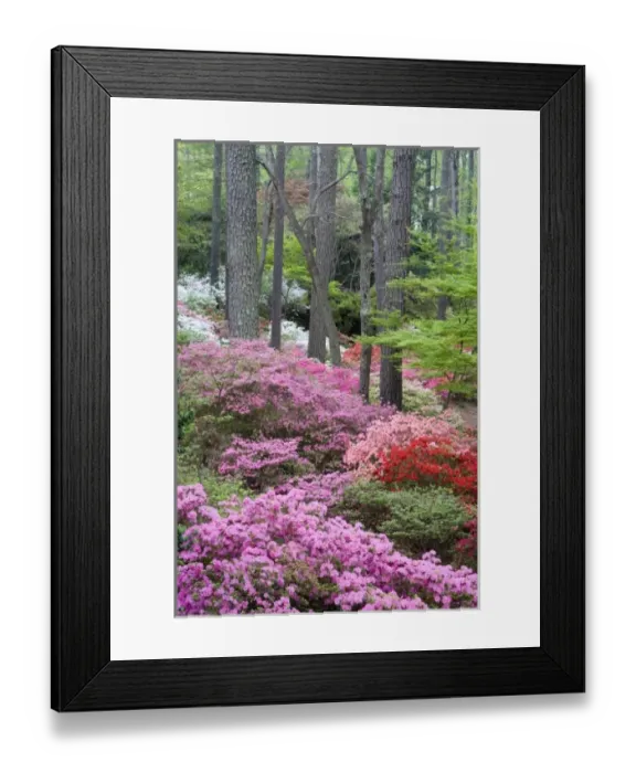 Framed Print : USA, Georgia, Pine Mountain. A forest of azaleas and rhododendrons Framed Print : USA, Georgia, Pine Mountain. A forest of azaleas and rhododendrons