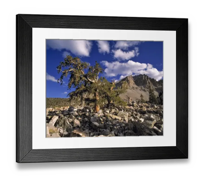 Framed Print : USA, Nevada, Great Basin NP. Bristlecone pines thrive on dry, rocky slopes in the Great Basin NP Framed Print : USA, Nevada, Great Basin NP. Bristlecone pines thrive on dry, rocky slopes in the Great Basin NP