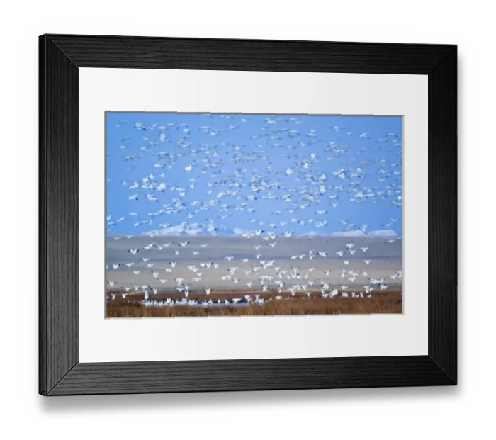 Framed Print : Massive flock of snow geese taking off from Freezeout Lake NWR in Montana at dawn Framed Print : Massive flock of snow geese taking off from Freezeout Lake NWR in Montana at dawn