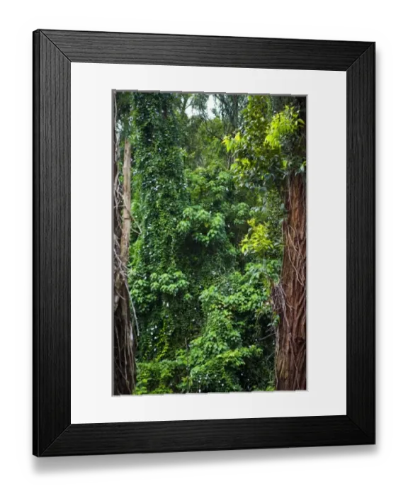 Framed Print : USA, Hawaii. A tropical rain forest draws you in for exploring Framed Print : USA, Hawaii. A tropical rain forest draws you in for exploring