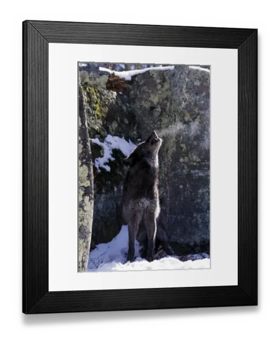 Framed Print : North America, USA, Minnesota. Wolf (Canis lupus)