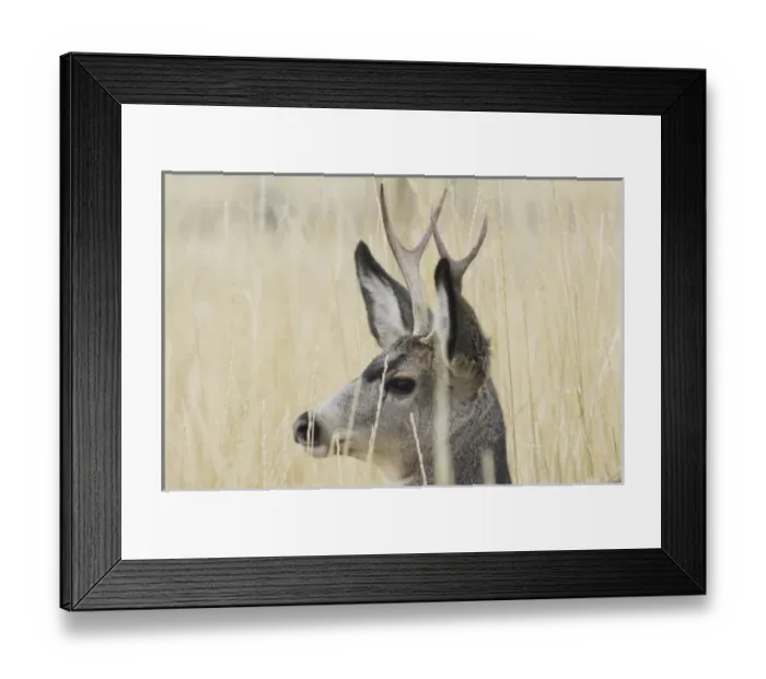 Framed Print : USA, North America, Idaho Framed Print : USA, North America, Idaho