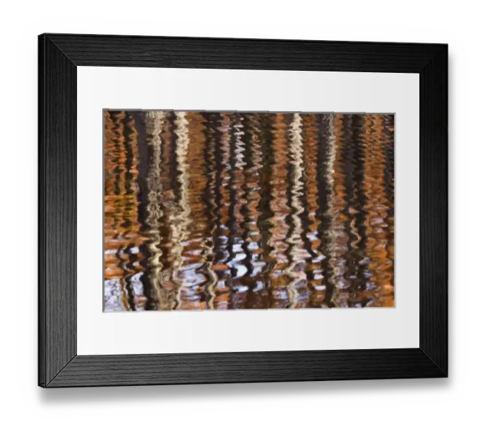 Framed Print : USA, Georgia, George Smith State Park, Reflections of cypress trees in the fall Framed Print : USA, Georgia, George Smith State Park, Reflections of cypress trees in the fall