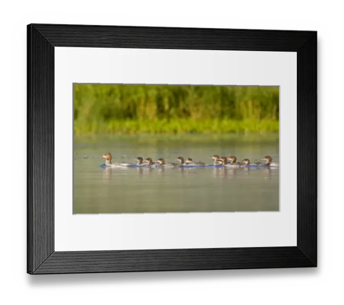 Framed Print : USA, North America, Montana
