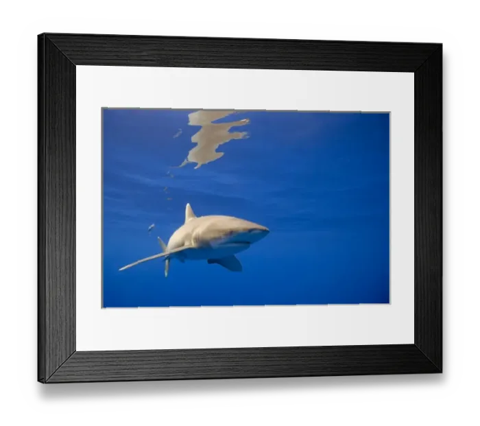 Framed Print : USA, Hawaii, Big Island, Underwater view of Oceanic White Tip Shark (Carcharhinus Framed Print : USA, Hawaii, Big Island, Underwater view of Oceanic White Tip Shark (Carcharhinus
