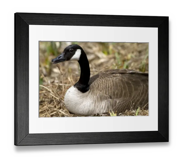 Framed Print : USA, North America, Idaho Framed Print : USA, North America, Idaho