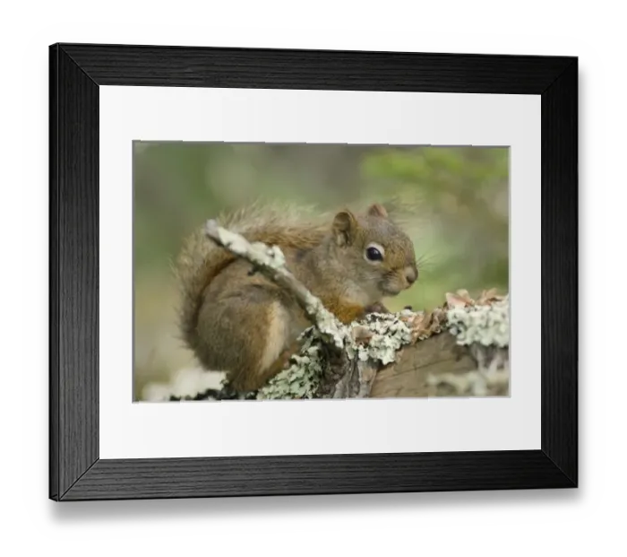 Framed Print : USA, North America, Minnesota