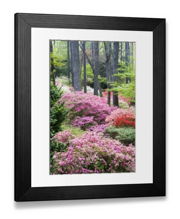 Framed Print : USA, North America, Georgia Framed Print : USA, North America, Georgia