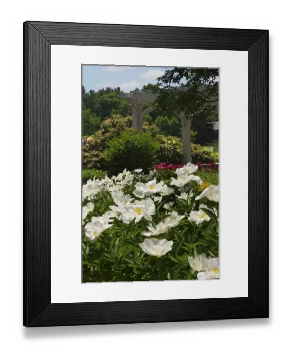 Framed Print : USA, Massachusetts, Boylston, Tower Hill Botanic Garden, paeonies in bloom Framed Print : USA, Massachusetts, Boylston, Tower Hill Botanic Garden, paeonies in bloom