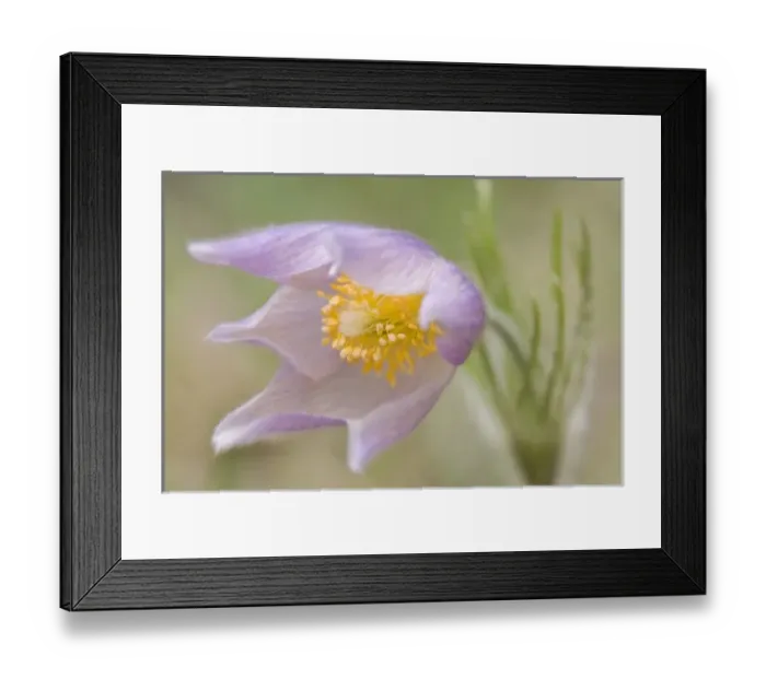 Framed Print : USA, North America, Montana Framed Print : USA, North America, Montana