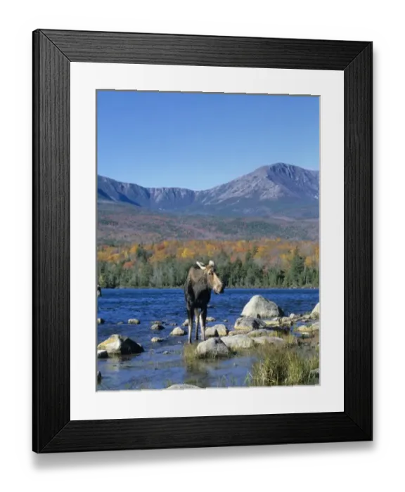 Framed Print : Cow moose (Alces alces) wading in the lake with Mt. Katahdin in the background. Baxter State Park Framed Print : Cow moose (Alces alces) wading in the lake with Mt. Katahdin in the background. Baxter State Park