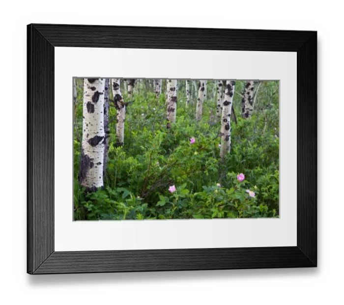 Framed Print : Wild rose wildflowers in aspen grove in Glacier National Park, Montana, USA Framed Print : Wild rose wildflowers in aspen grove in Glacier National Park, Montana, USA