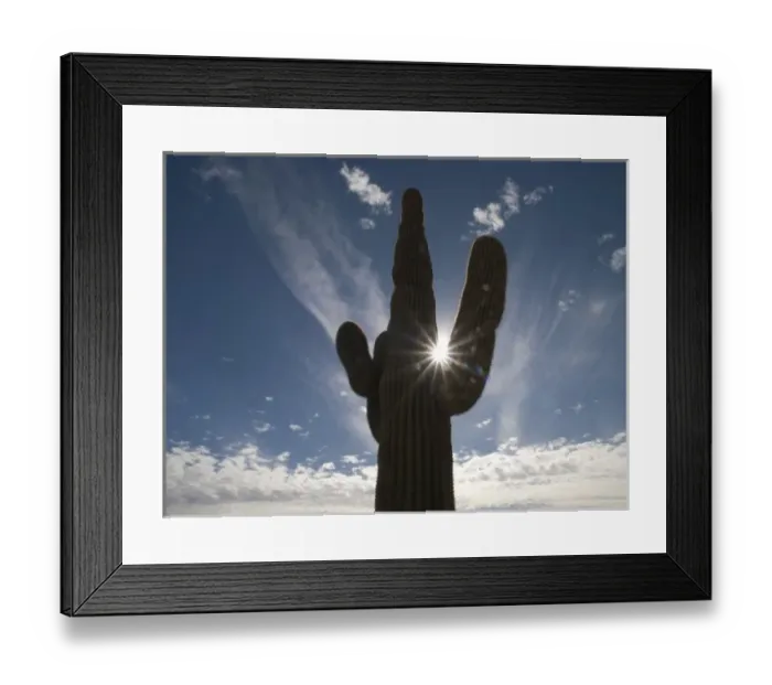 Framed Print : Saguaro cactus, planted, Las Vegas