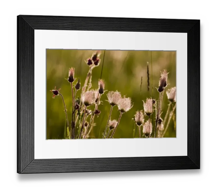 Framed Print : Backlit prairie smoke in meadow near Lewistown Montana