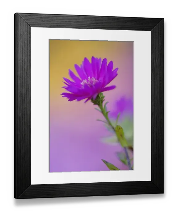 Framed Print : Aster flower in autumn, New Hampshire Framed Print : Aster flower in autumn, New Hampshire