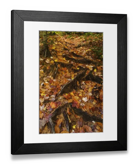 Framed Print : USA, Michigan, Upper Peninsula. Roots of trees with carpet of fallen leaves in autumn Framed Print : USA, Michigan, Upper Peninsula. Roots of trees with carpet of fallen leaves in autumn