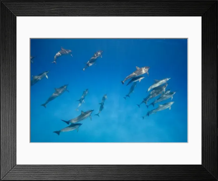 Framed Print : USA, Hawaii, Big Island, Underwater view of Spinner Dolphins (Stenella longirostris)