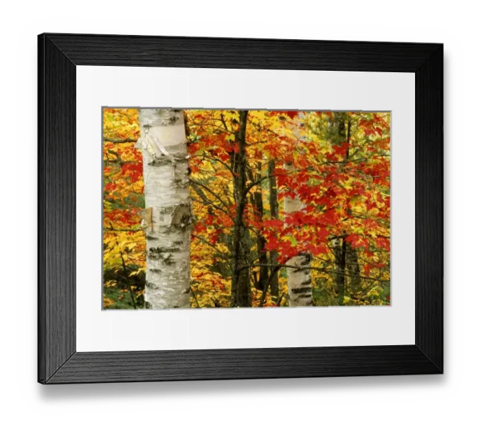 Framed Print : USA, Michigan. White paper birch tree trunks amid red maple leaves in autumn color