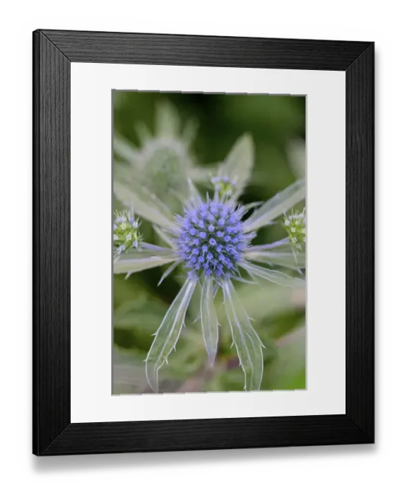 Framed Print : USA, Massachusetts, Shelburne Falls. A flower on the Bridge of Flowers