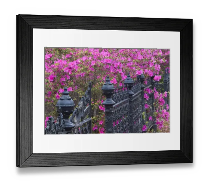 Framed Print : USA, Georgia, Savannah, Spring at Historic Bonaventure Cemetery Framed Print : USA, Georgia, Savannah, Spring at Historic Bonaventure Cemetery