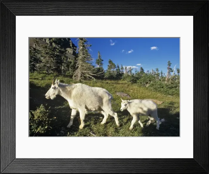 Framed Print : Mountain goat nanny and kid at Logan Pass in Glacier National Park in Montana Framed Print : Mountain goat nanny and kid at Logan Pass in Glacier National Park in Montana