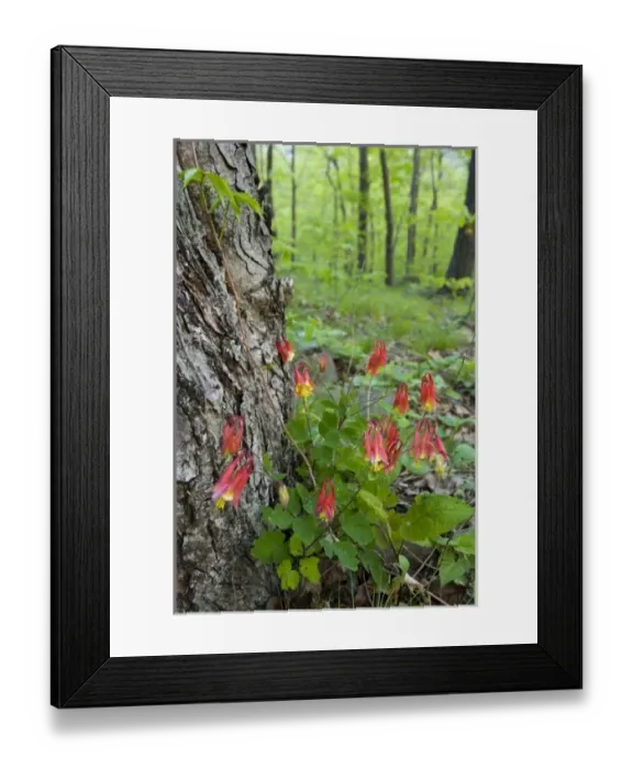 Framed Print : USA, North America, Massachusetts
