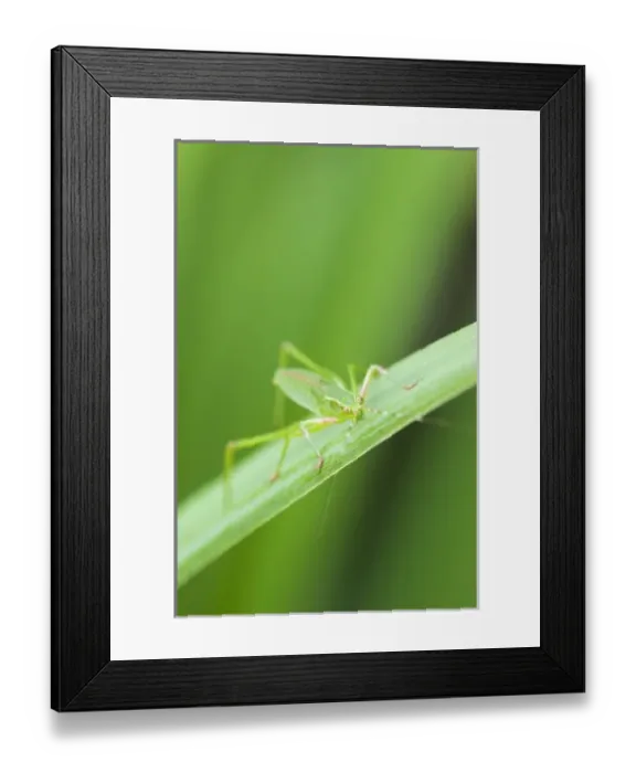 Framed Print : USA; Georgia; Savannah; Close up of Grasshopper Framed Print : USA; Georgia; Savannah; Close up of Grasshopper