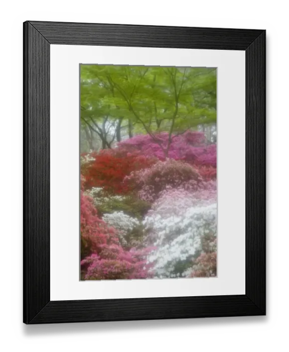 Framed Print : USA; Georgia; Pine Mountain. Azaleas at Callaway Gardens in the spring Framed Print : USA; Georgia; Pine Mountain. Azaleas at Callaway Gardens in the spring