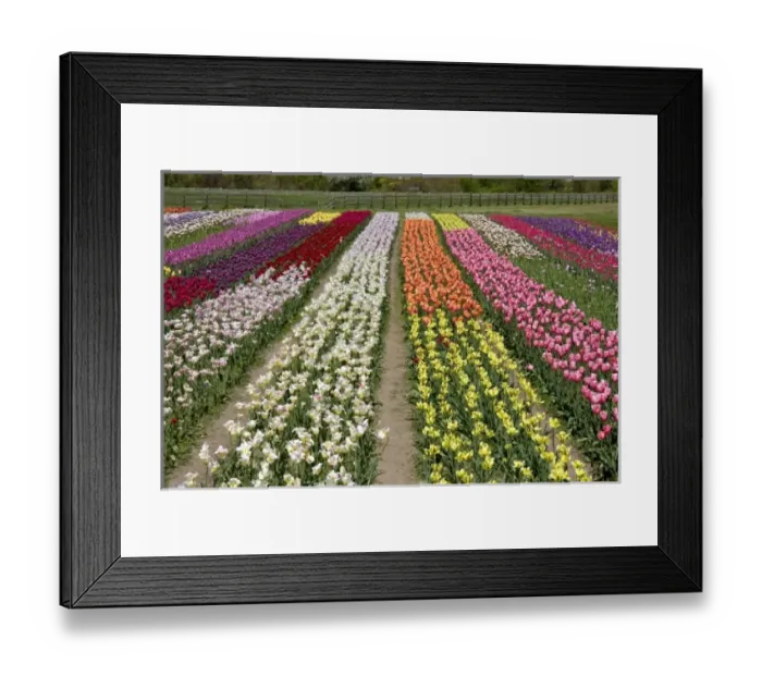 Framed Print : USA, North America, Michigan Framed Print : USA, North America, Michigan