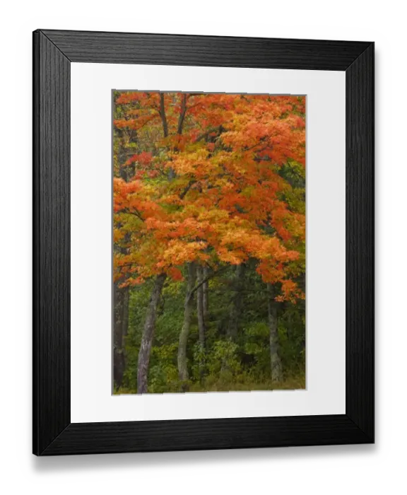 Framed Print : USA, Michigan, Upper Peninsula. Autumn maple trees in full color Framed Print : USA, Michigan, Upper Peninsula. Autumn maple trees in full color