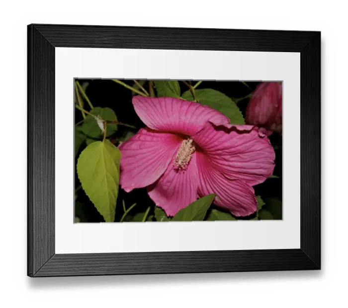 Framed Print : USA, Massachusetts, Shelburne Falls. A flower on Shelburnes Bridge of Flowers Framed Print : USA, Massachusetts, Shelburne Falls. A flower on Shelburnes Bridge of Flowers