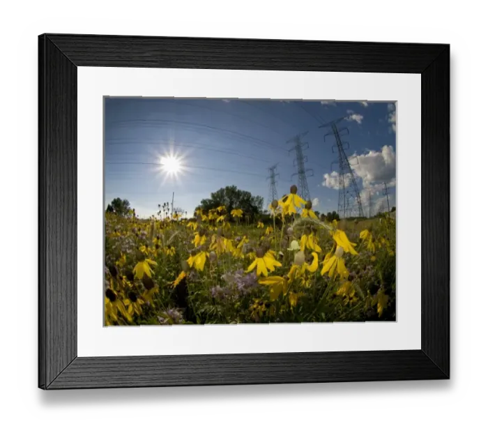 Framed Print : Power lines and prairie flowers (coneflowers and monarda) outside of Chicago, IL