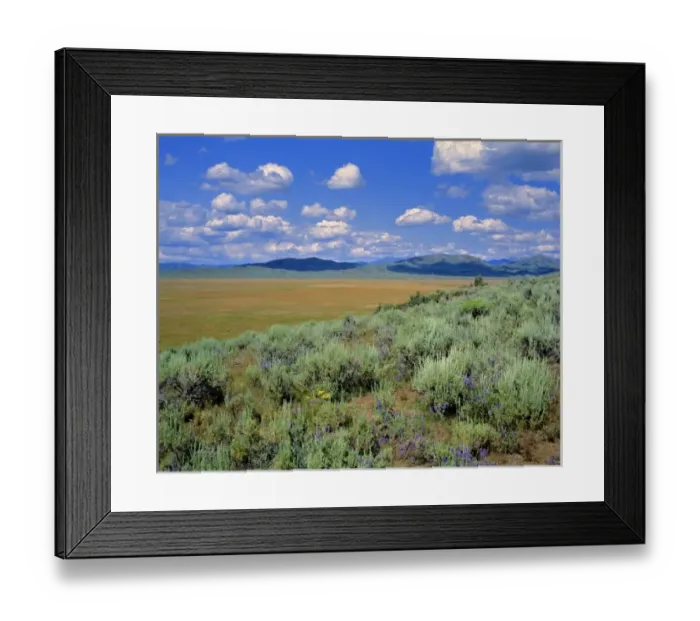 Framed Print : USA, Idaho, Camas Co. Sagebrush and lupine compete in the harsh environments of Camas County, Idaho Framed Print : USA, Idaho, Camas Co. Sagebrush and lupine compete in the harsh environments of Camas County, Idaho