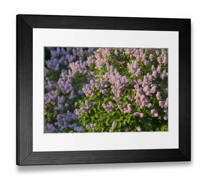 Framed Print : Lilac bush blooms in spring in Whitefish, Montana