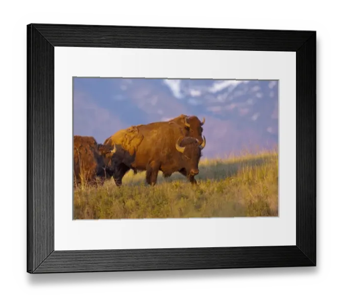 Framed Print : Bison bulls in late light at the National Bison Range near Moeise, Montana
