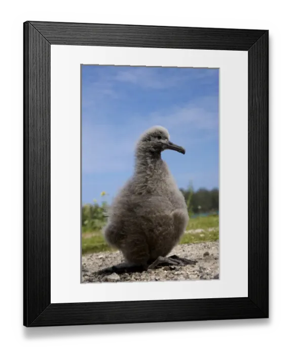 Framed Print : North America, Northwestern Hawaiian Islands, Midway Atoll. Laysan Albatross chick Framed Print : North America, Northwestern Hawaiian Islands, Midway Atoll. Laysan Albatross chick