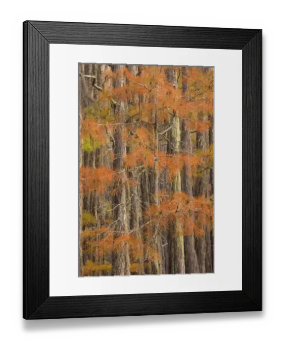 Framed Print : USA, Georgia, George Smith State Park, Cypress trees in the fall