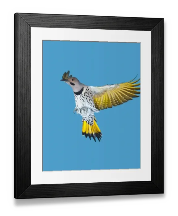 Framed Print : North America, USA, Minnesota, Northern Flicker Flying Framed Print : North America, USA, Minnesota, Northern Flicker Flying
