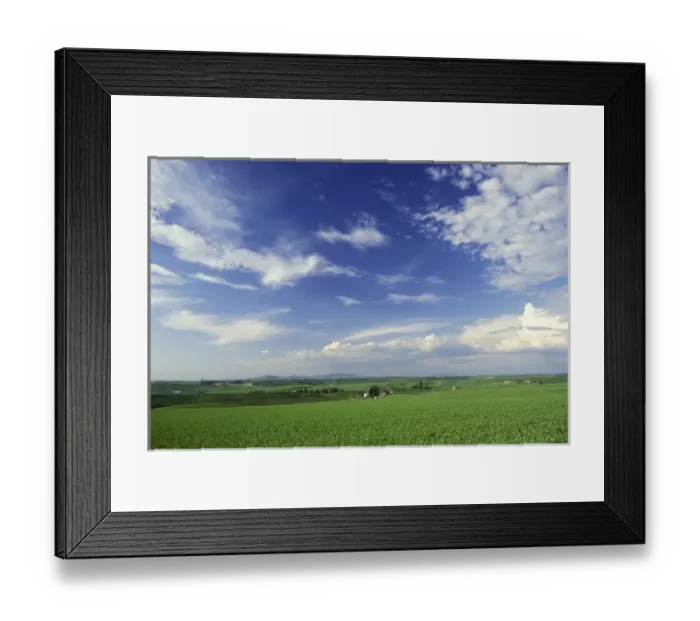 Framed Print : USA, Idaho. Pea field and clouds