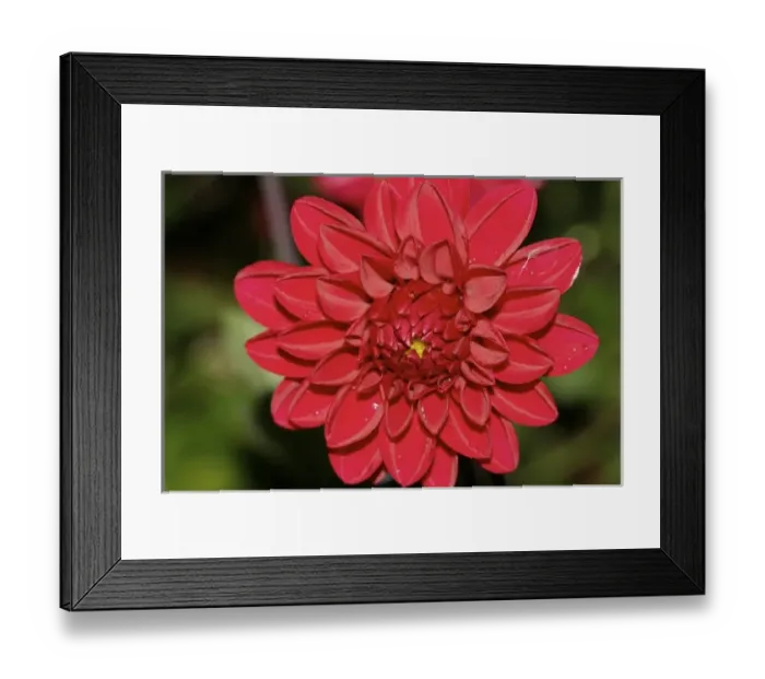 Framed Print : USA, Massachusetts, Shelburne Falls. A flower on Shelburnes Bridge of Flowers Framed Print : USA, Massachusetts, Shelburne Falls. A flower on Shelburnes Bridge of Flowers