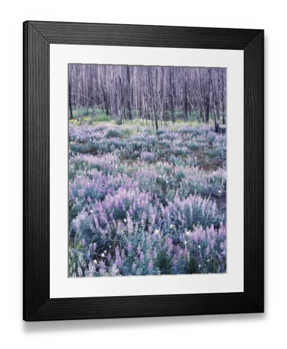 Framed Print : USA, Idaho, Sawthooth NRA, Wildflowers after a Forest Fire Framed Print : USA, Idaho, Sawthooth NRA, Wildflowers after a Forest Fire