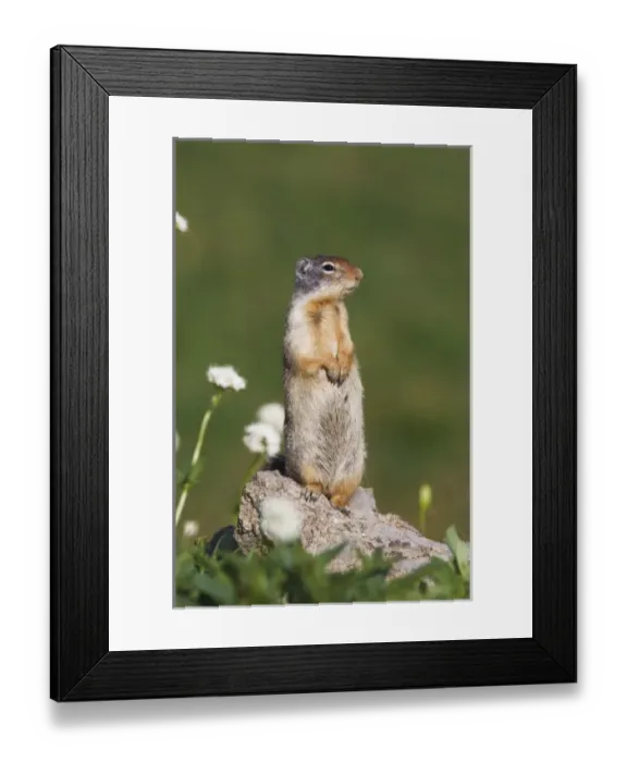 Framed Print : USA, North America, Montana Framed Print : USA, North America, Montana