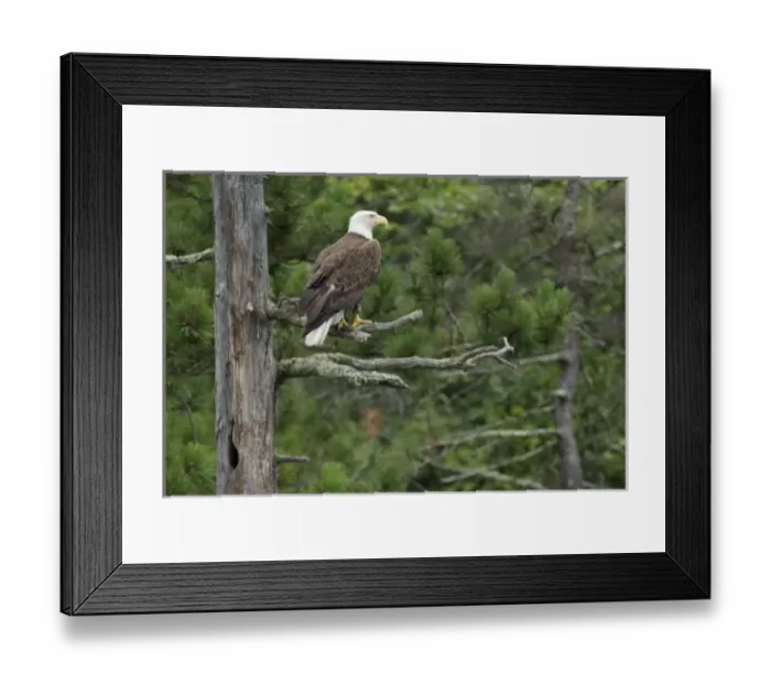 Framed Print : USA, North America, Minnesota Framed Print : USA, North America, Minnesota