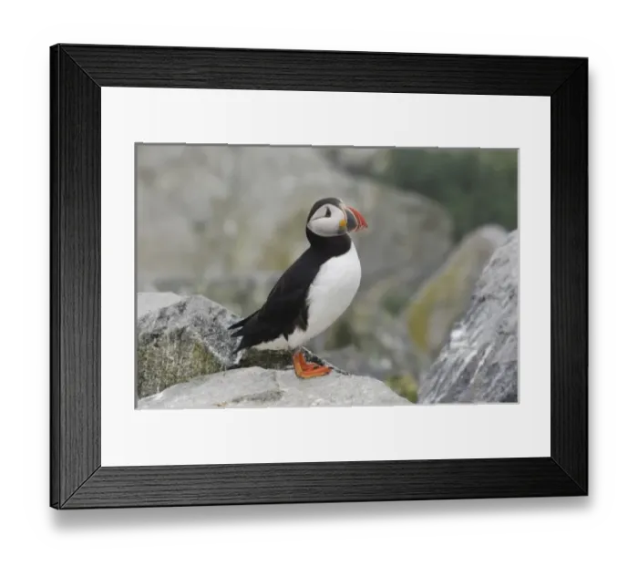 Framed Print : USA, North America, Maine Framed Print : USA, North America, Maine