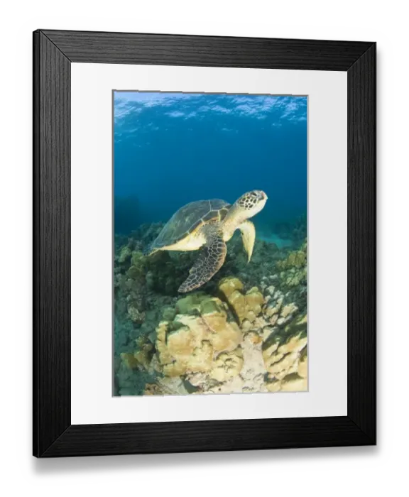 Framed Print : The Green Sea Turtle, (Chelonia mydas), is the largest hard-shelled sea turtle, Turtle