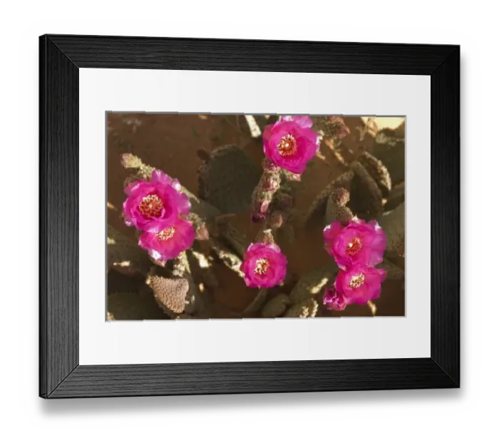 Framed Print : Beavertail Cactus; Opuntia BAsilaris, Valley of Fire, Aztec Sandstone, Mohave Desert Framed Print : Beavertail Cactus; Opuntia BAsilaris, Valley of Fire, Aztec Sandstone, Mohave Desert