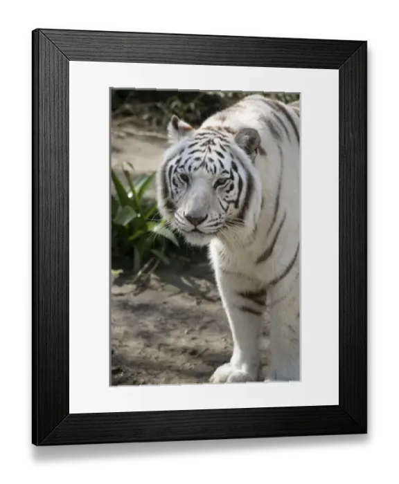 Framed Print : USA, North America, Louisiana Framed Print : USA, North America, Louisiana