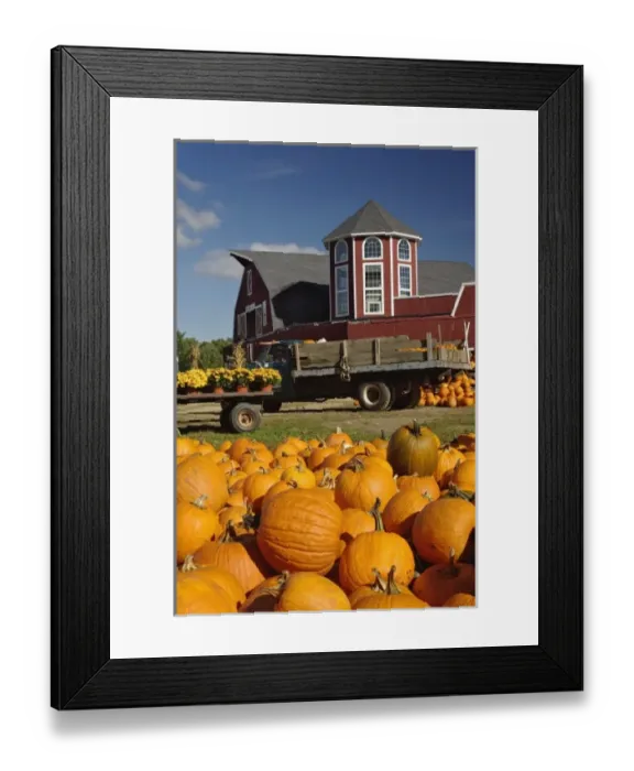 Framed Print : Pumpkins on farm in autumn near Concord, Massachusetts Framed Print : Pumpkins on farm in autumn near Concord, Massachusetts
